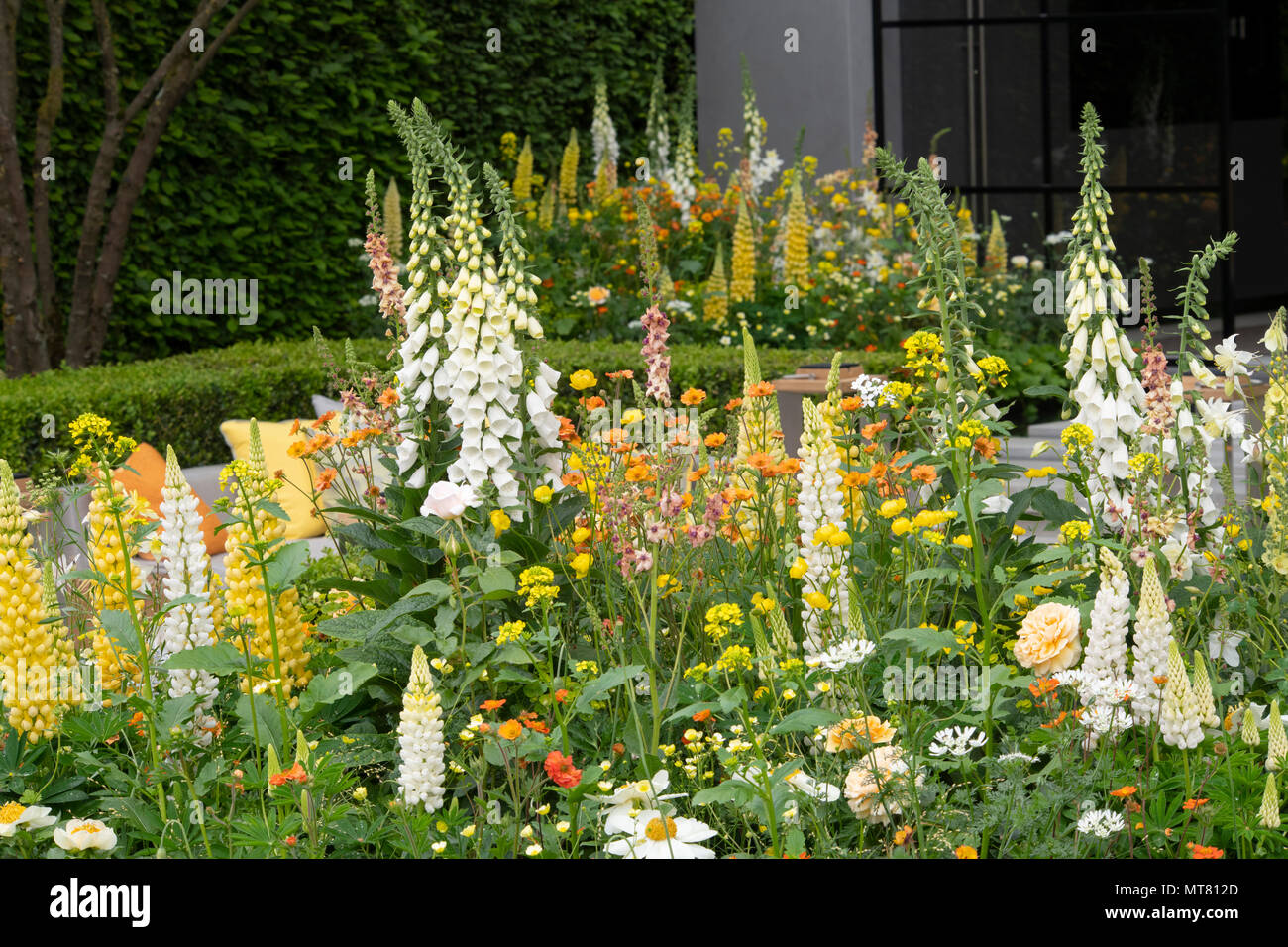 Digitalis purpurea 'Alba', Lupinus 'Gallery White' et 'Desert Lupinus Sun' dans des lits dans le LG Eco-City jardin conçu par Hay-Juoung Hwang à la RHS Banque D'Images