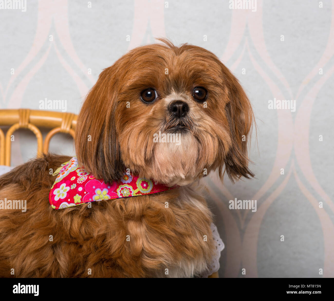 Shih Tzu chien dans vêtements floral assis dans la chambre, portrait Banque D'Images