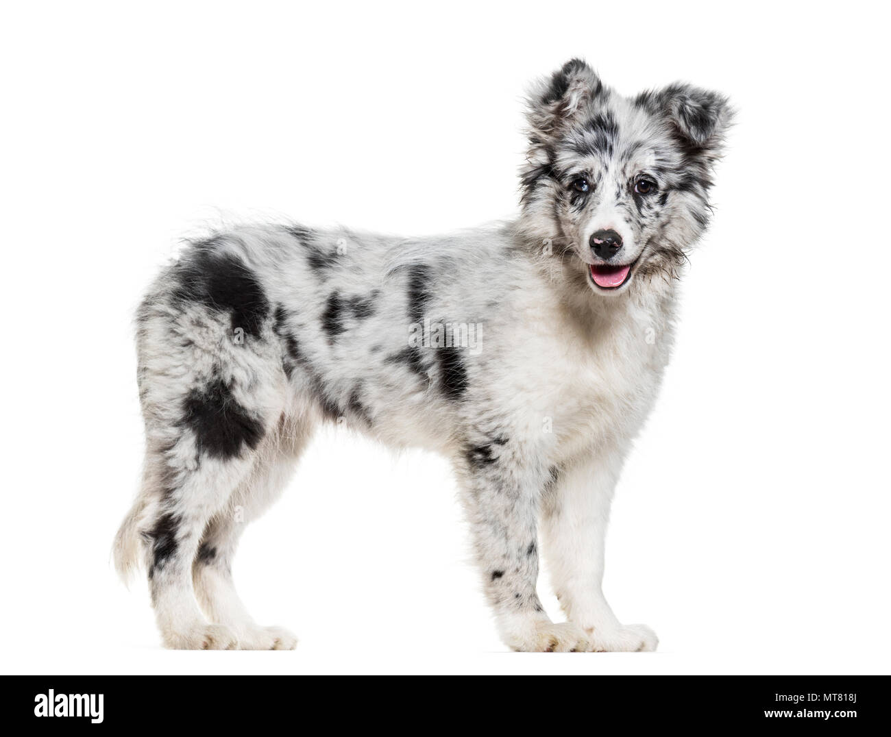 Jeune Border Collie dog looking at camera against white background Banque D'Images