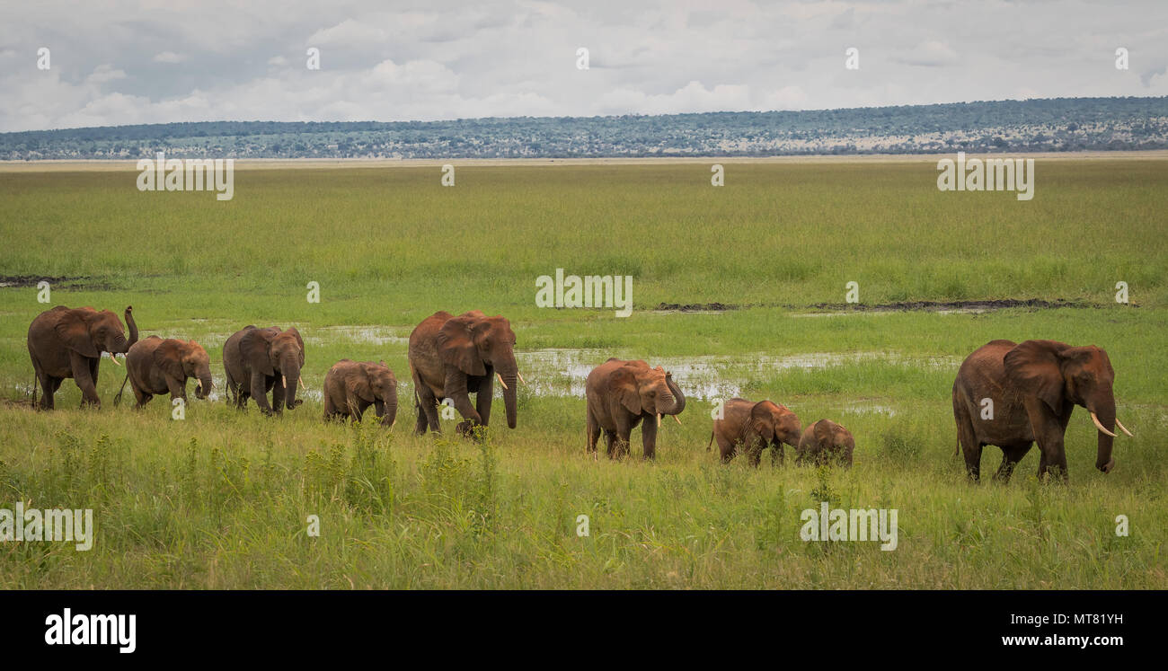 Famille d'éléphants au marais Banque D'Images