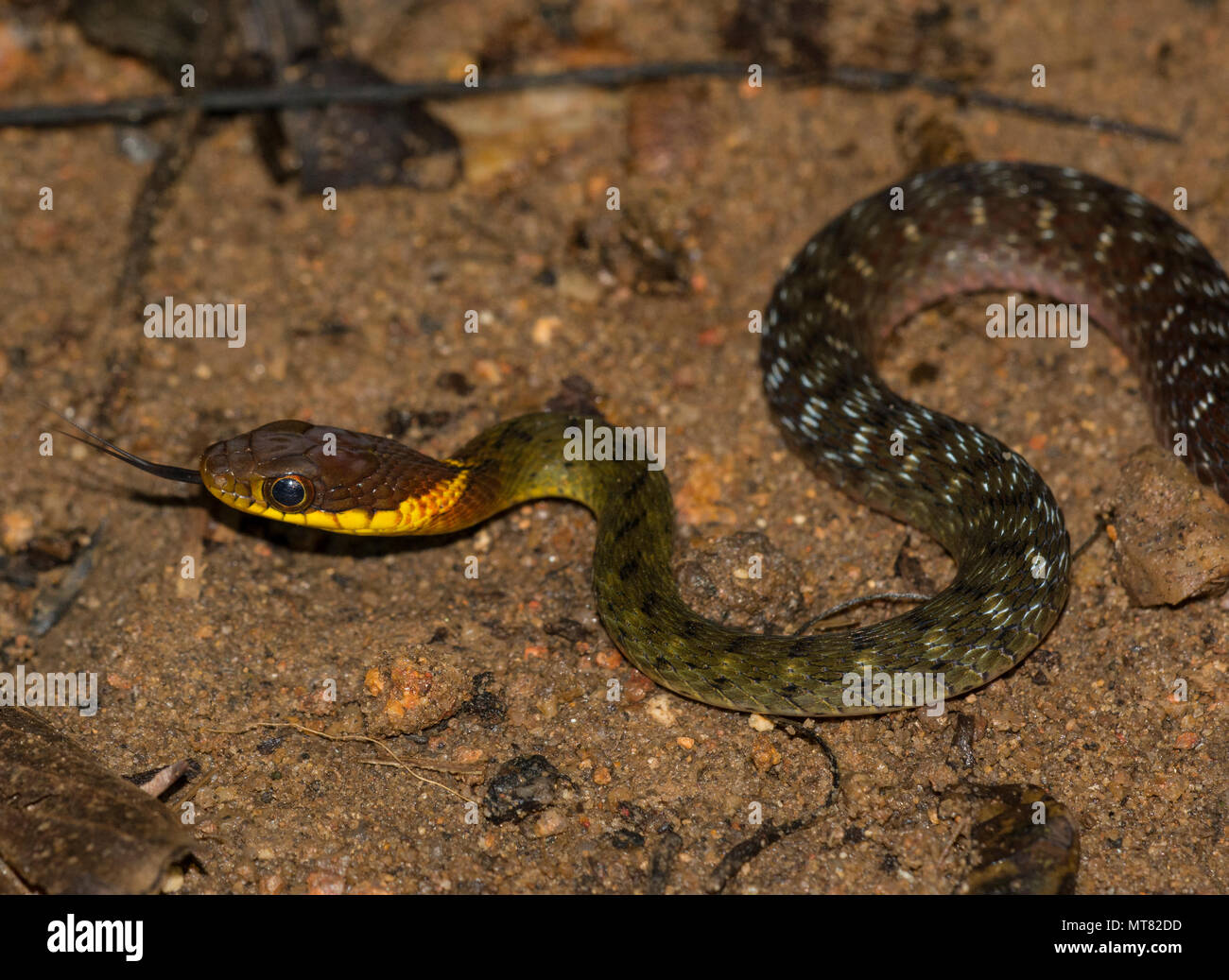 Rhabdophis murudensis (Speckle-Bellied Keelback) Phuket Thaïlande dans la forêt tropicale. Banque D'Images