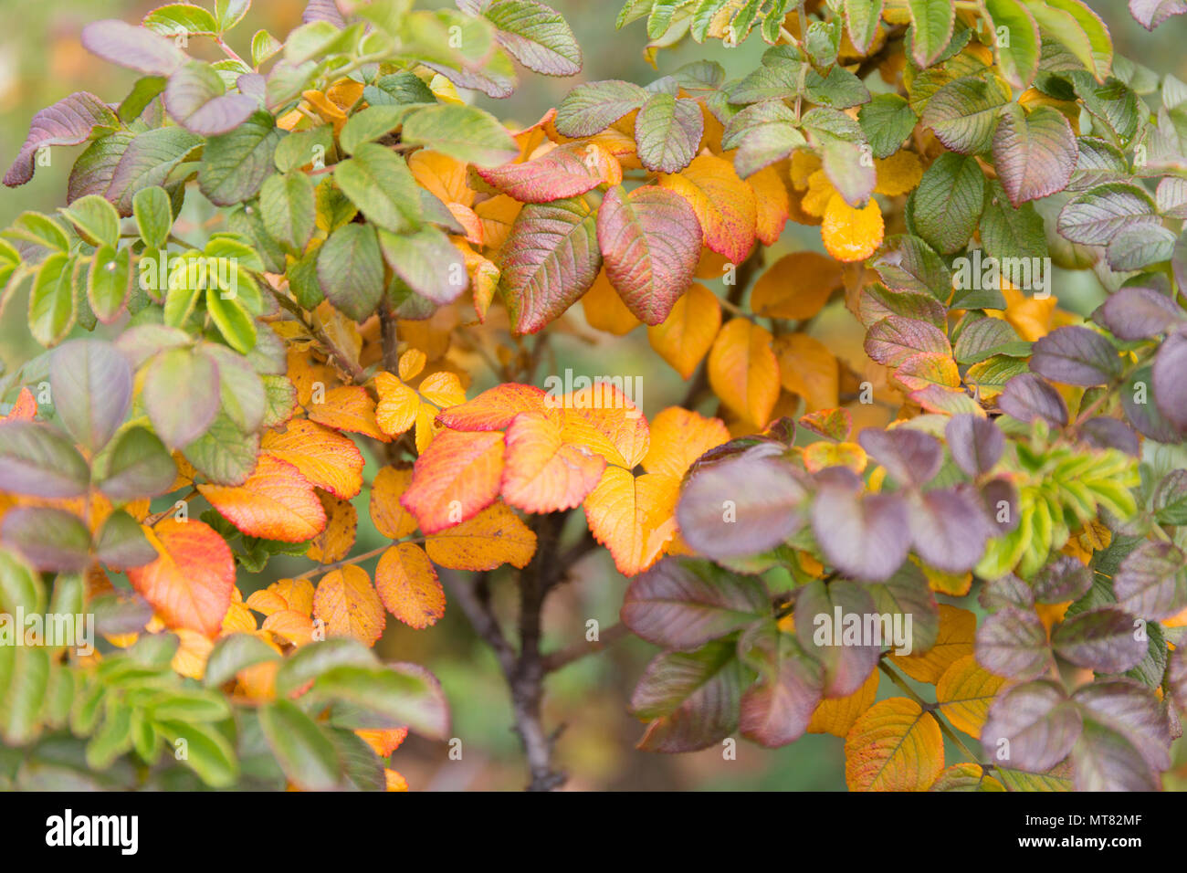 Orange et rouge automne wild rose quitte l'arrière-plan flou. Banque D'Images