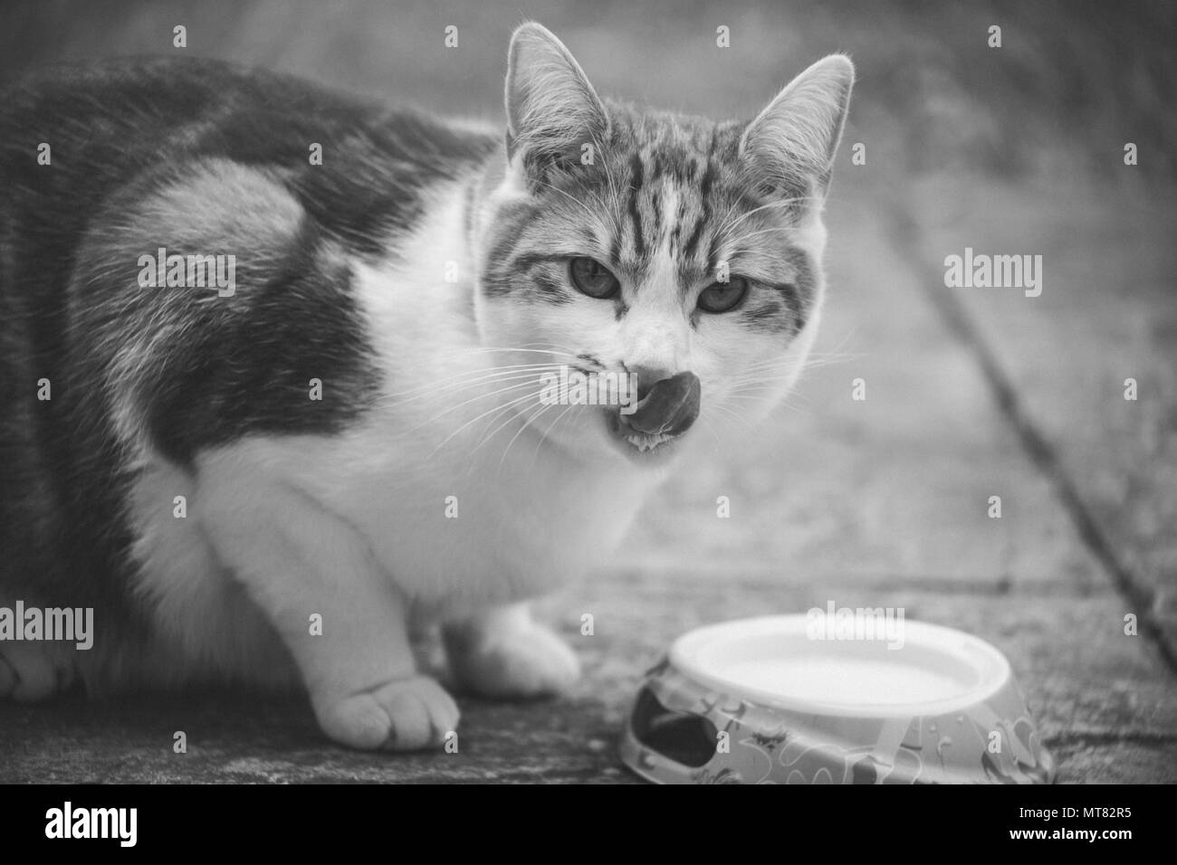 Gingembre mignon tomcat photographié en noir et blanc à côté d'un bol de lait Banque D'Images