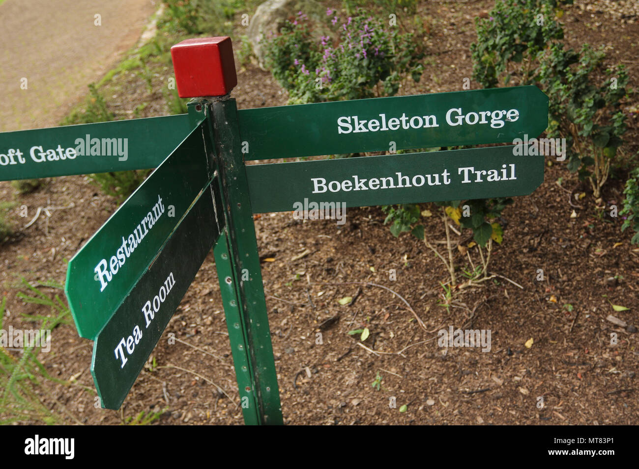 Dans Kirkenbosch sentier botanic gardens, Cape Town, Afrique du Sud Banque D'Images