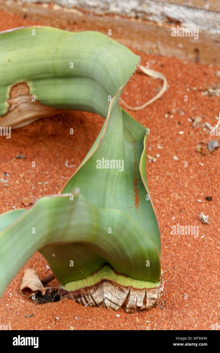 Plante Welwitschia dans le jardin botanique de Kirstenbosch, Capetown, Afrique du Sud Banque D'Images