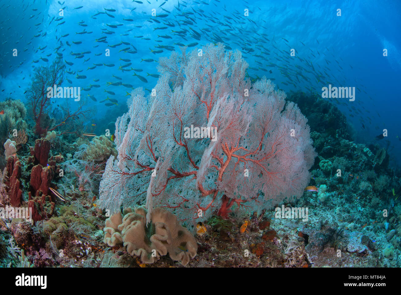 Seafan rougeoyant chancelle dans le courant de l'océan avec l'école des fusiliers en fond de l'eau bleu. Le sud de Raja Ampat, près de Misool Indonésie Banque D'Images