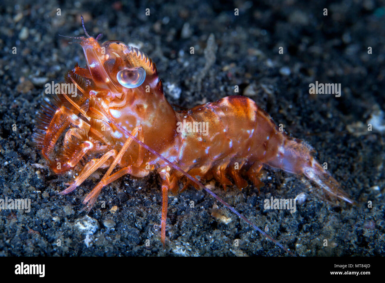 Crevettes Crevettes à bosse (Metapenaeopsis lamellata), parfois appelé scorpionfish crevettes, sur fond de nuit. Détroit de Lembeh (Indonésie). Banque D'Images