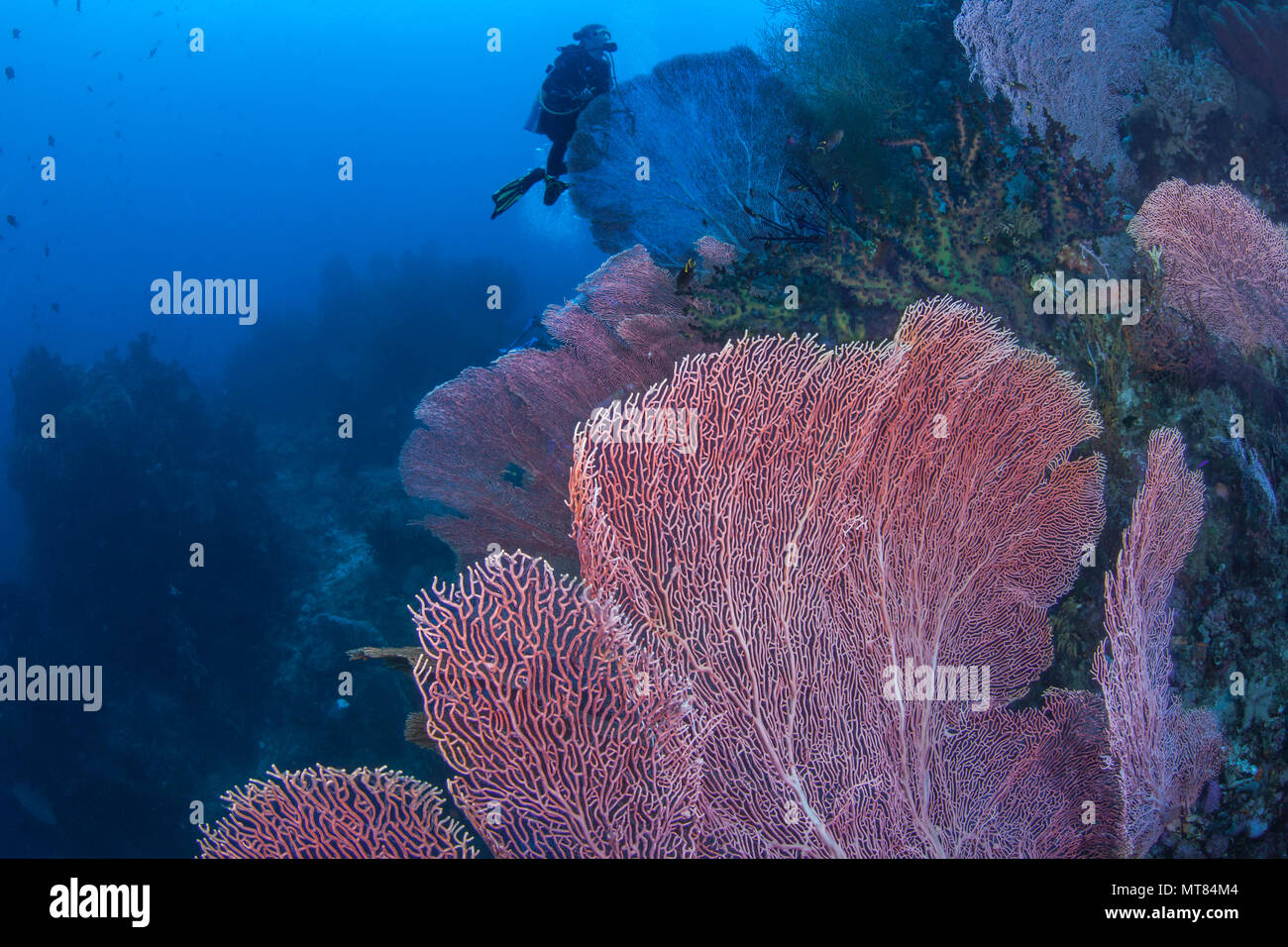 Plongeur femelle explore coral reef wall alimentée par de grandes gorgones gorgones. Raja Ampat, en Indonésie. Banque D'Images