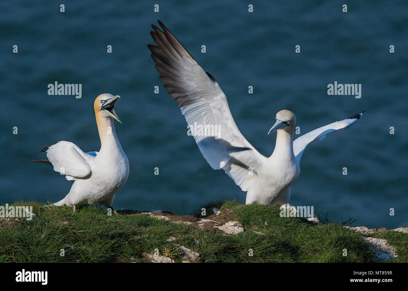 Paire de fous de Bassan (Morus bassanus) présentant un comportement agressif. Falaises de Bempton, East Yorkshire, UK. Banque D'Images