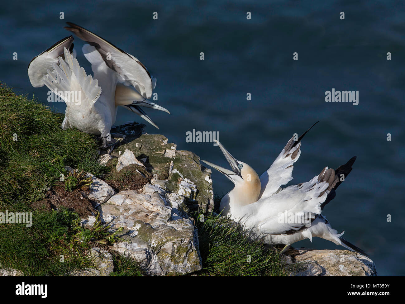 Paire de fous de Bassan (Morus bassanus) présentant un comportement agressif. Falaises de Bempton, East Yorkshire, UK. Banque D'Images