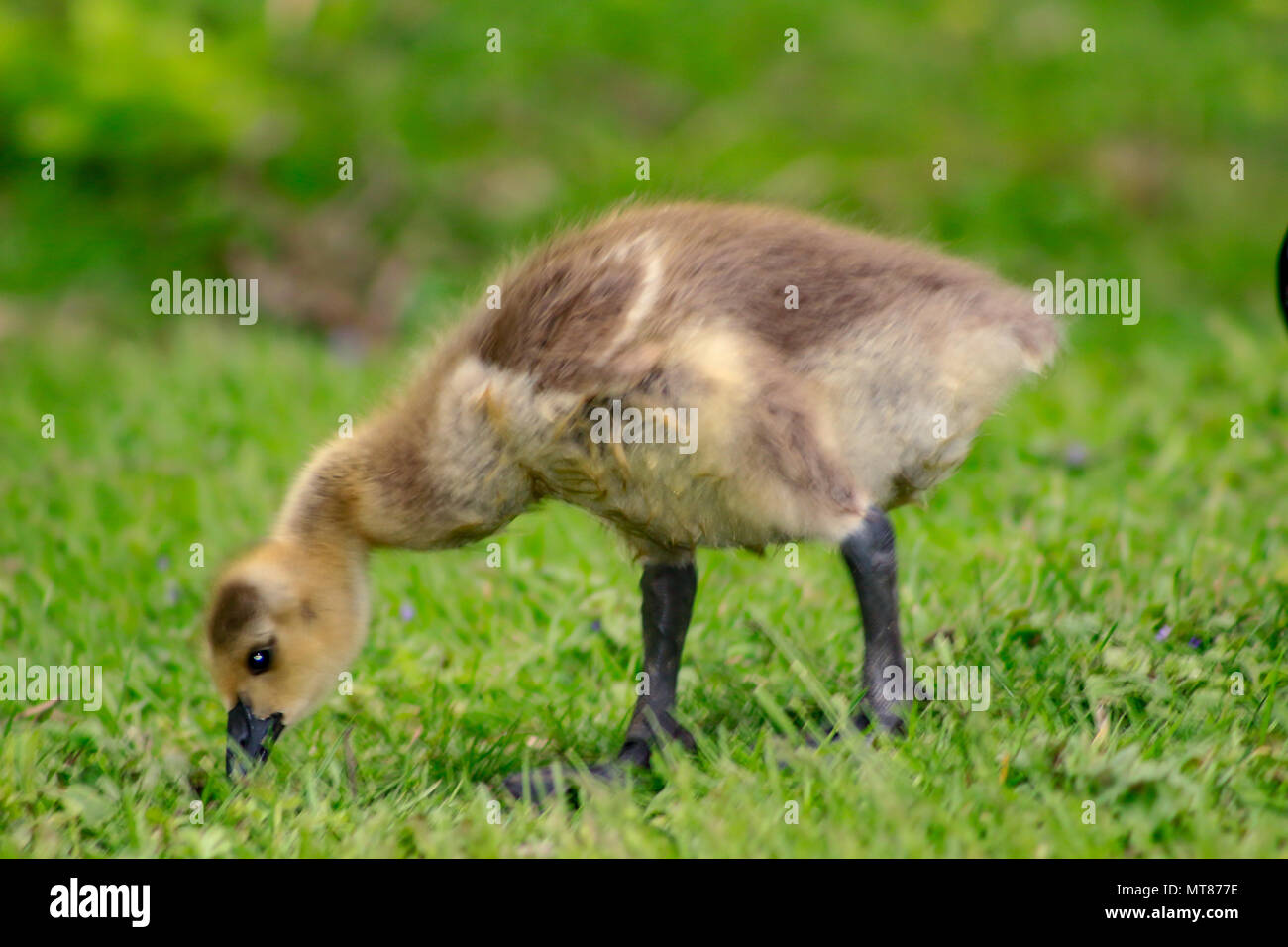 Un bébé gosling est en quête de nourriture par lui-même au Canada Banque D'Images
