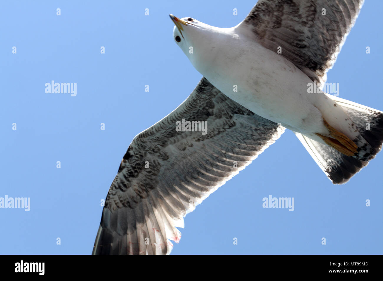 Gros plan du seagull flying sur arrière-plan avec ciel bleu Banque D'Images