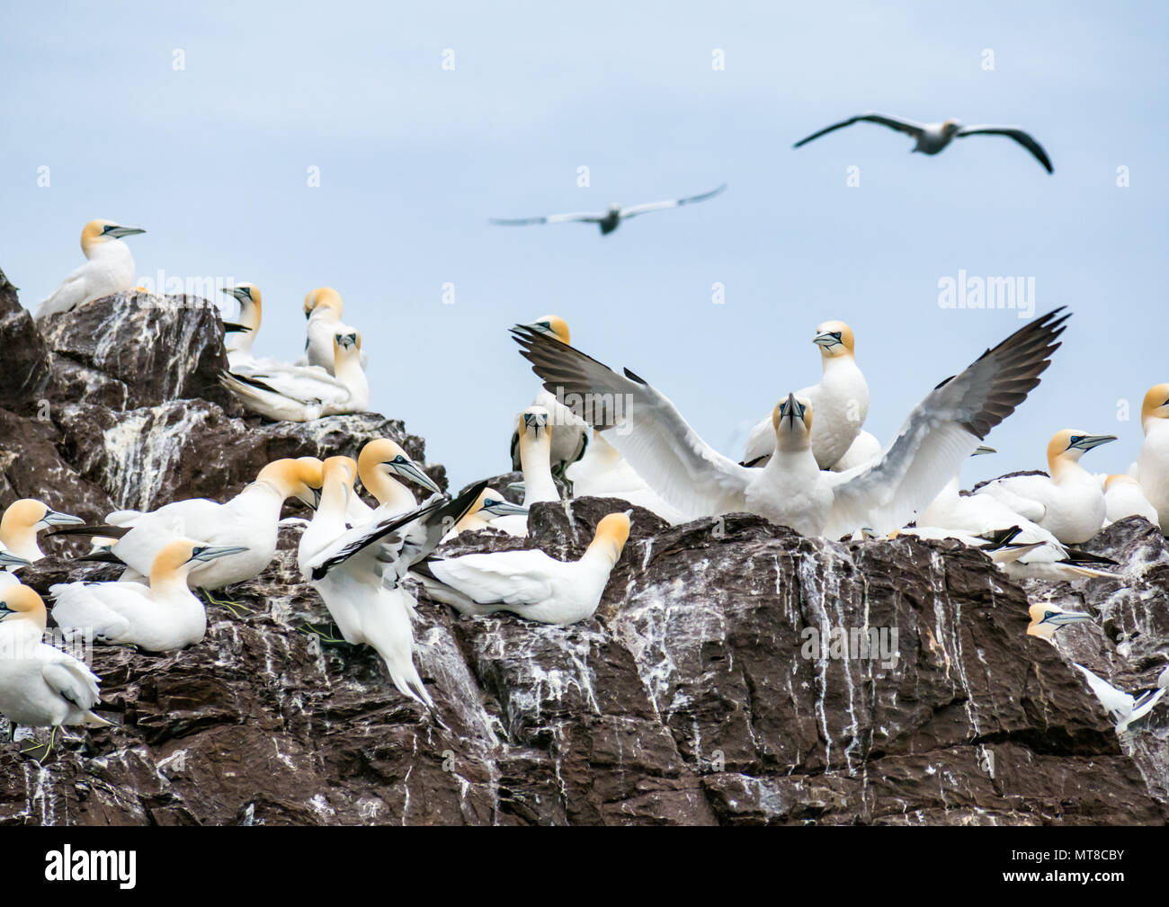 Nichant les sances du Nord, Morus bassanus, colonie de Bass Rock, North Berwick, East Lothian, Ecosse, Royaume-Uni avec un gannet avec ailes ouvertes Banque D'Images