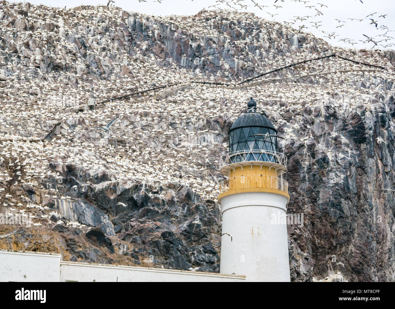 Masse de gnettes nicheuses du Nord, Morus bassanus, phare de Bass Rock, Écosse, Royaume-Uni Banque D'Images