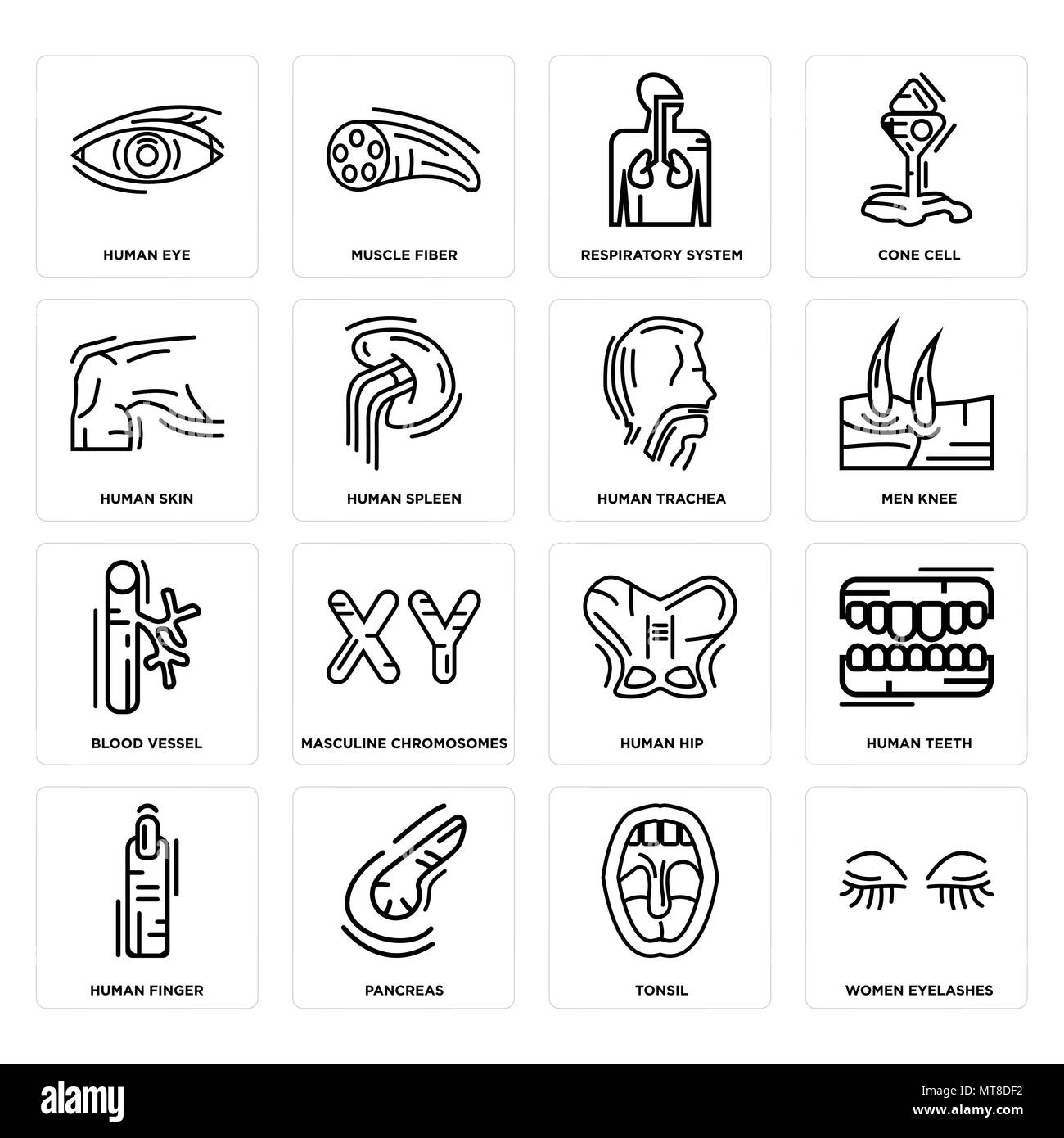 Ensemble de 16 icônes modifiable simple comme les femmes des cils, amygdales, le pancréas, les fabricants, les dents, les yeux, la peau, les vaisseaux sanguins, la trachée peut être utilisé pour mobil Illustration de Vecteur