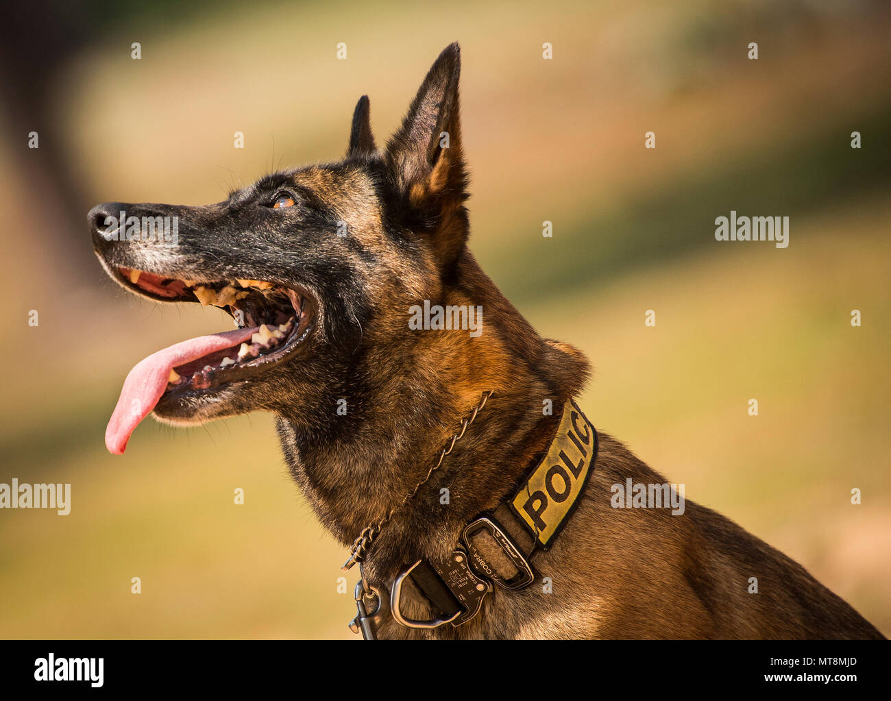 Caro, un enfant de cinq ans avec le 96e belge Malinois Escadron 