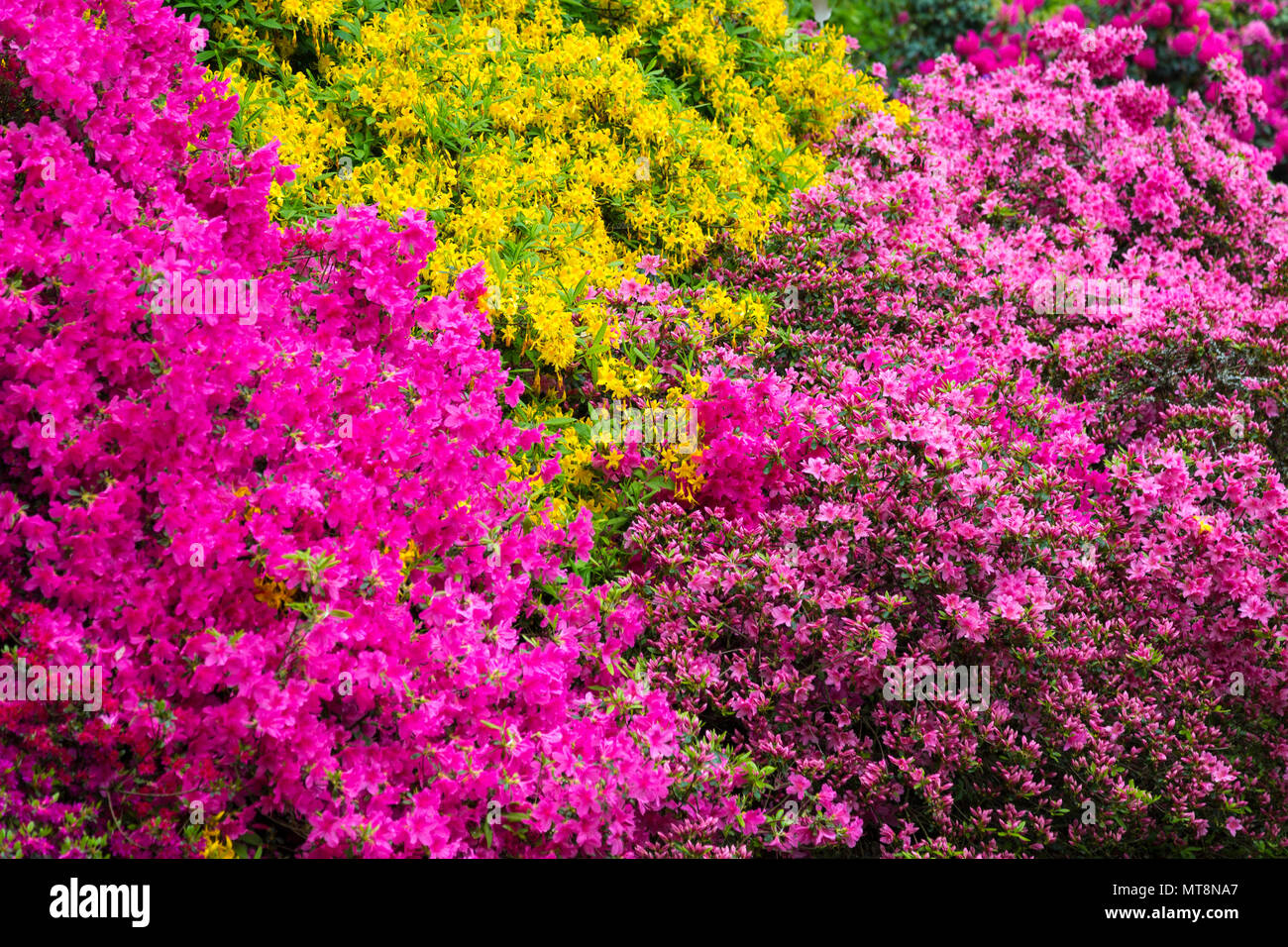 Belle floraison des rhododendrons à Kenwood House à Hampstead Heath, London, UK Banque D'Images