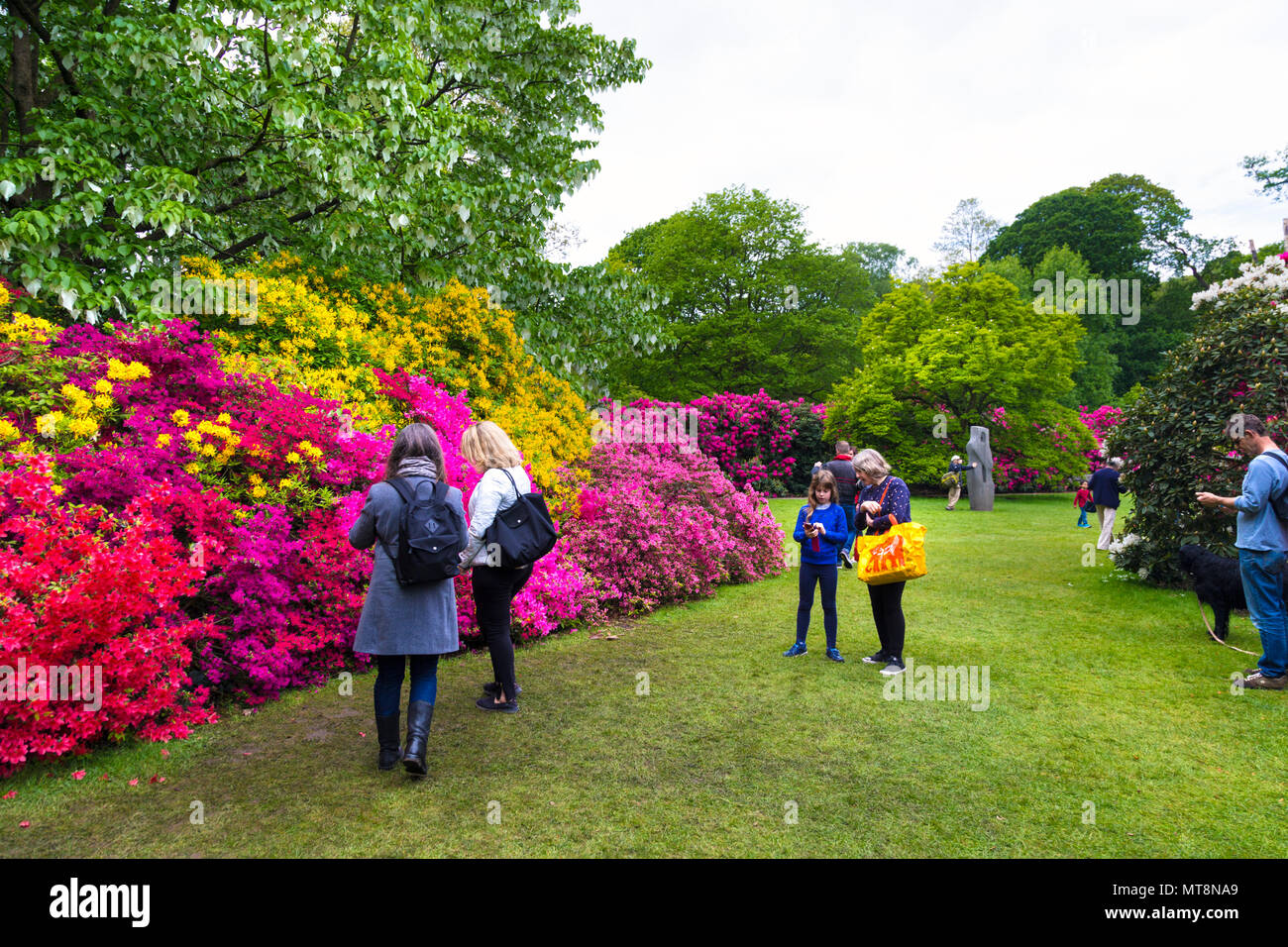Belle floraison des rhododendrons à Kenwood House à Hampstead Heath, London, UK Banque D'Images