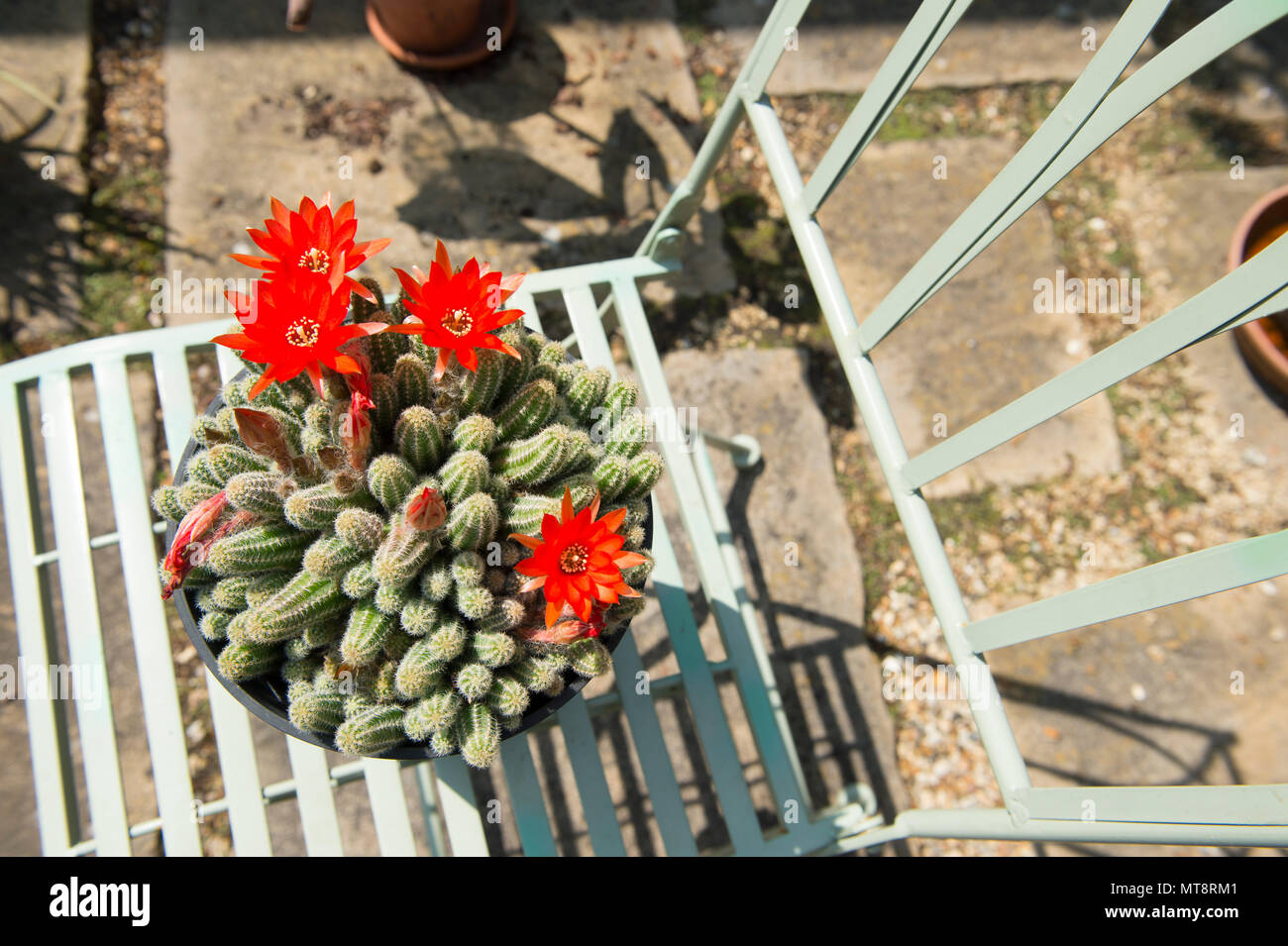 Wimbledon, Londres, Royaume-Uni. 28 mai, 2018. Vague de chaleur de la semaine dernière, produit des fleurs intensément colorés sur un cactus Echinopsis, originaire d'Argentine, et cultivées dans un Londres jardin 'châssis froid', où les températures ont atteint 40 degrés C le jour. Credit : Malcolm Park/Alamy Live News. Banque D'Images