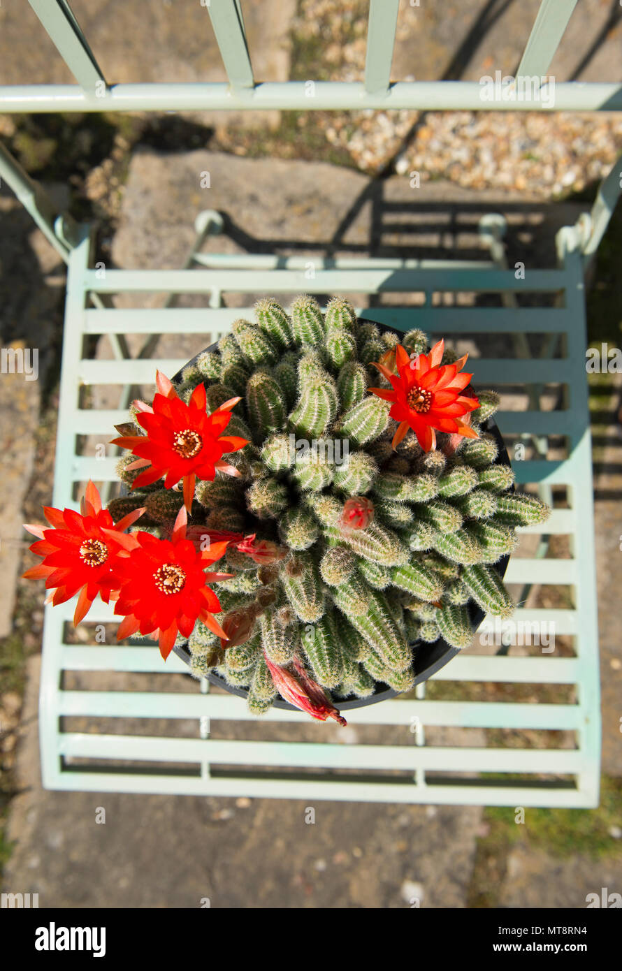 Wimbledon, Londres, Royaume-Uni. 28 mai, 2018. Vague de chaleur de la semaine dernière, produit des fleurs intensément colorés sur un cactus Echinopsis, originaire d'Argentine, et cultivées dans un Londres jardin 'châssis froid', où les températures ont atteint 40 degrés C le jour. Credit : Malcolm Park/Alamy Live News. Banque D'Images