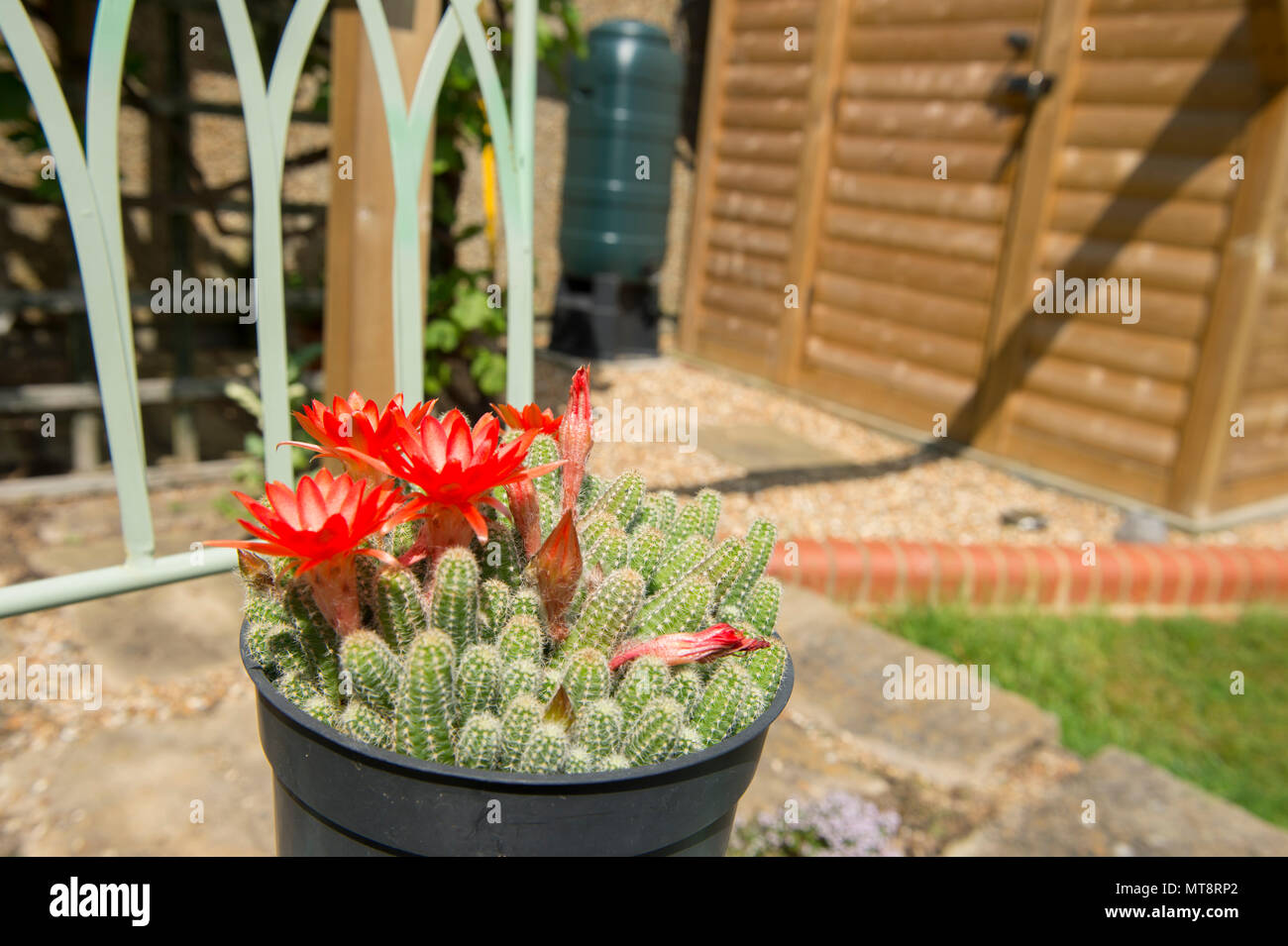 Wimbledon, Londres, Royaume-Uni. 28 mai, 2018. Vague de chaleur de la semaine dernière, produit des fleurs intensément colorés sur un cactus Echinopsis, originaire d'Argentine, et cultivées dans un Londres jardin 'châssis froid', où les températures ont atteint 40 degrés C le jour. Credit : Malcolm Park/Alamy Live News. Banque D'Images
