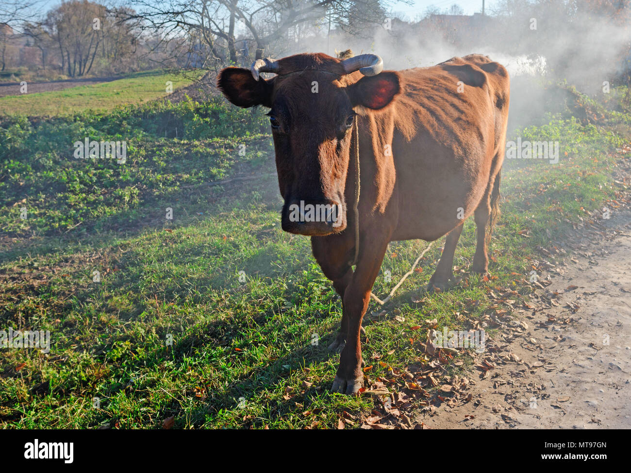 Une vache brune cornes dans une pleine hauteur sur l'automne sublimée glade est à la recherche de l'appareil photo. Banque D'Images