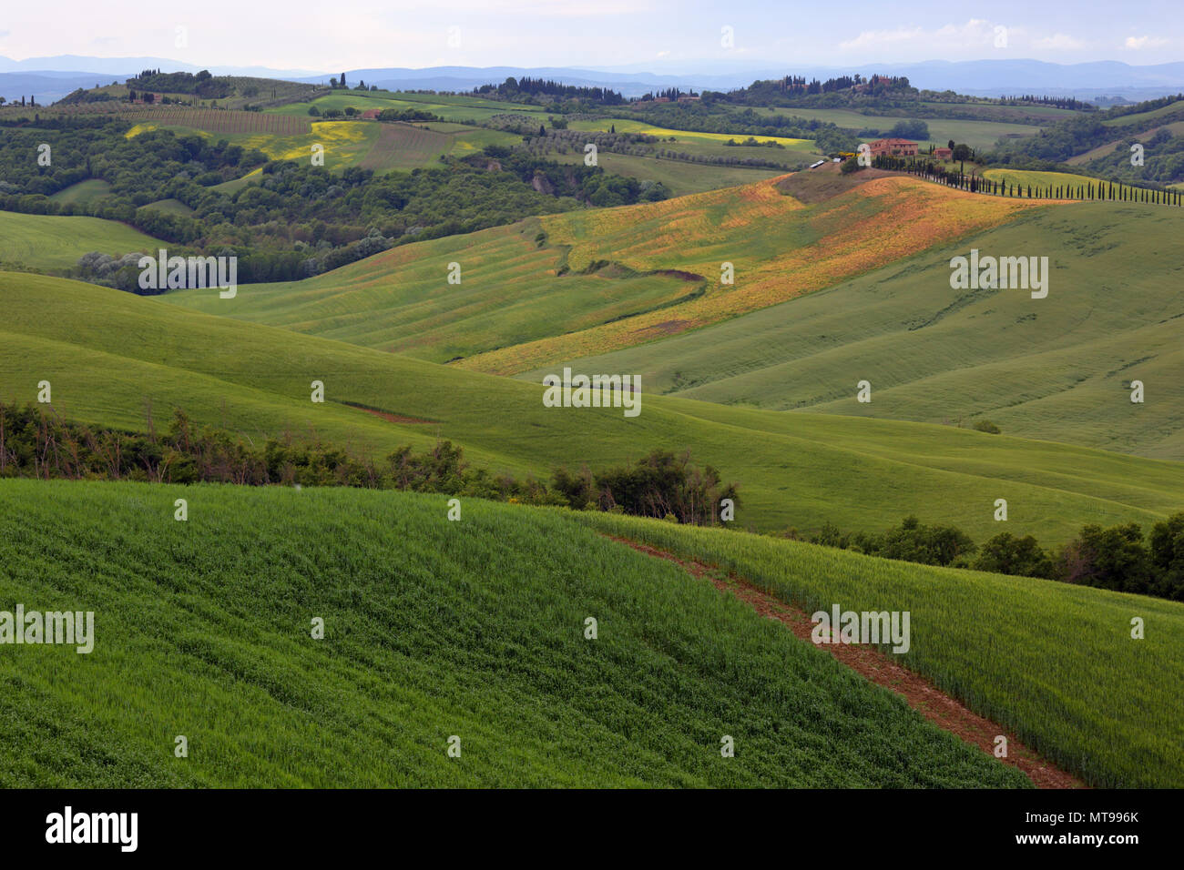 Les terres agricoles de la Toscane en Italie champs hill Banque D'Images