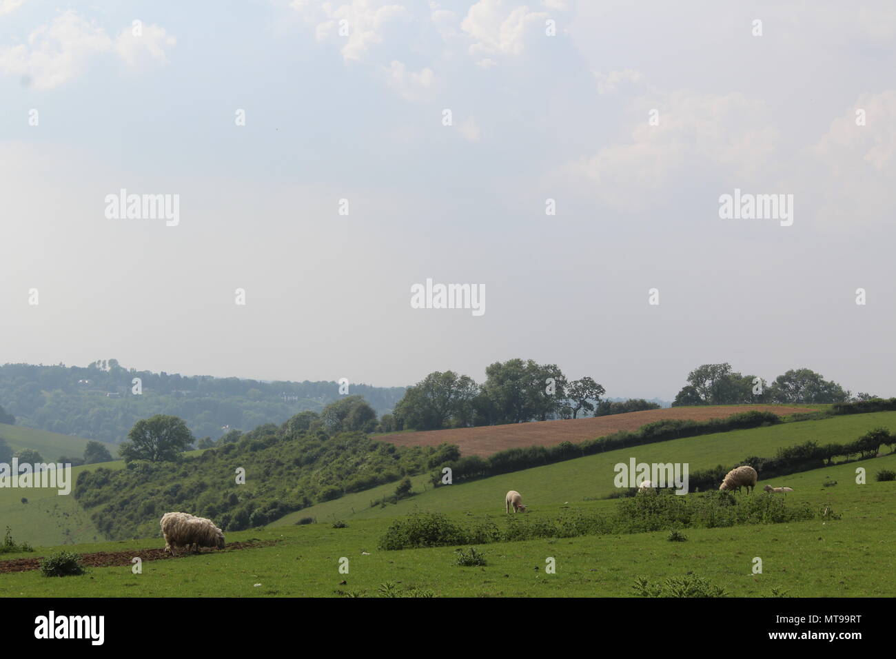 Des moutons paissant sur les collines Banque D'Images