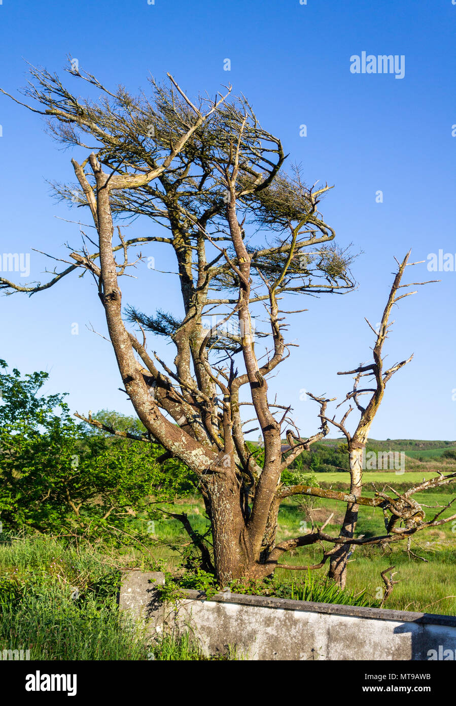 Avec des branches de l'arbre exposée au vent poussé d'une façon constante par la direction du vent contre un ciel bleu. Banque D'Images