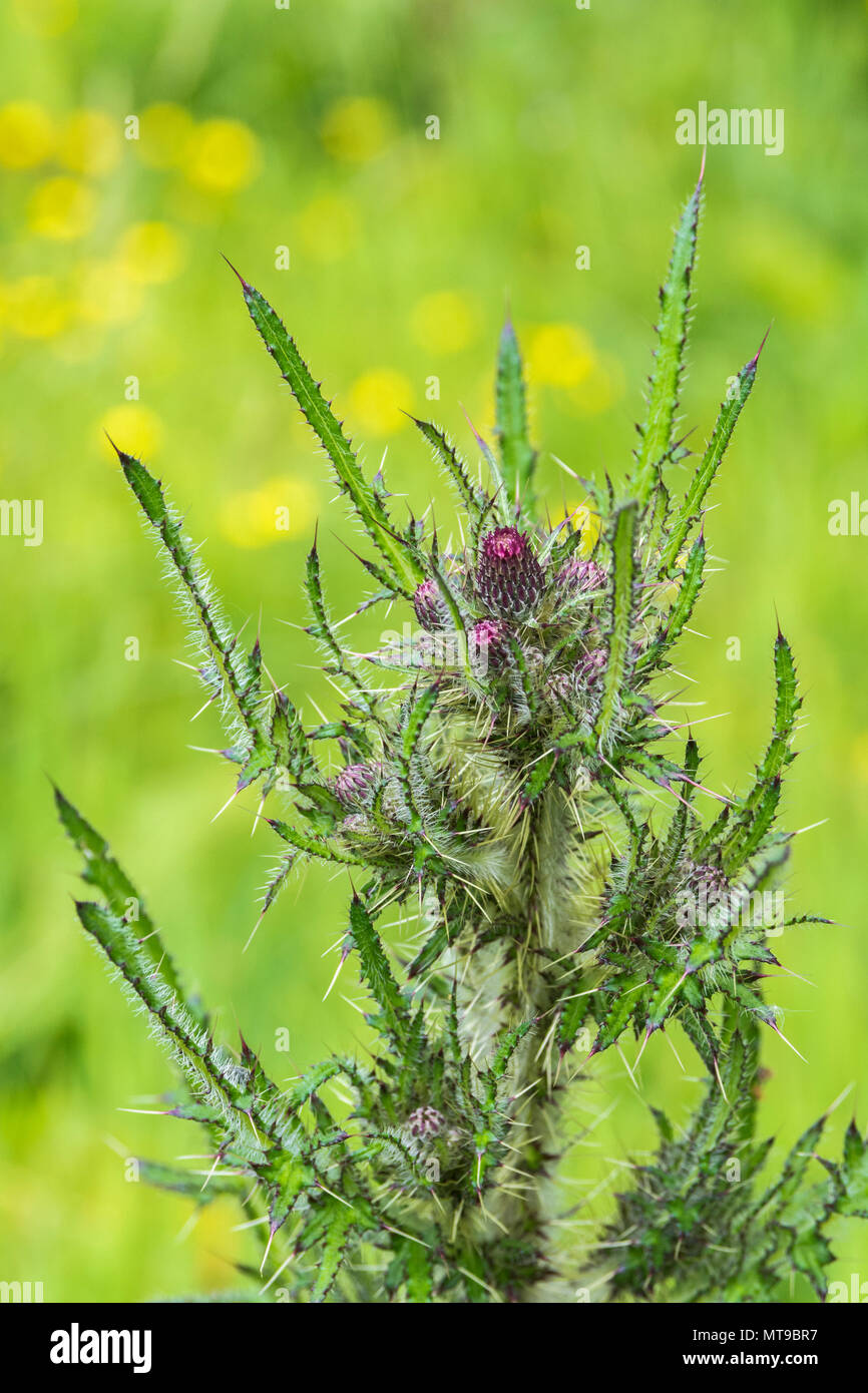 Marsh Chardon Cirsium palustre commence à fleurir. Pousse 6-7ft de haut se répandre que mûrit pendant la saison de croissance. Tiges comestibles. Métaphore douloureuse. Banque D'Images