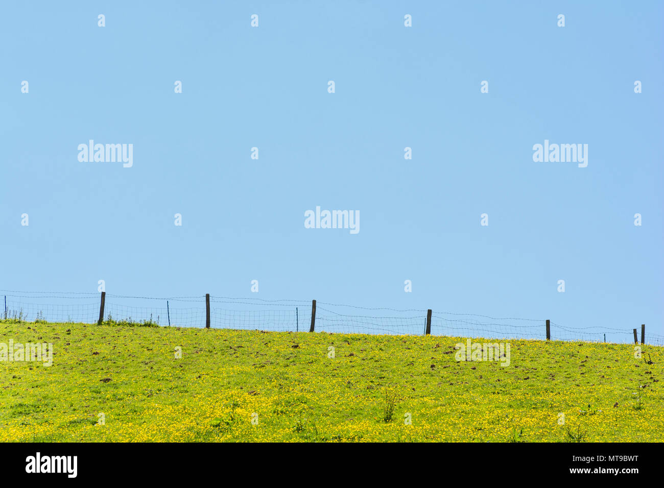 Domaine de la renoncule rampante envahissantes / Ranunculus repens le long d'une journée d'été. Les mauvaises herbes envahissantes ou les plantes envahissantes concept, été pré. Banque D'Images