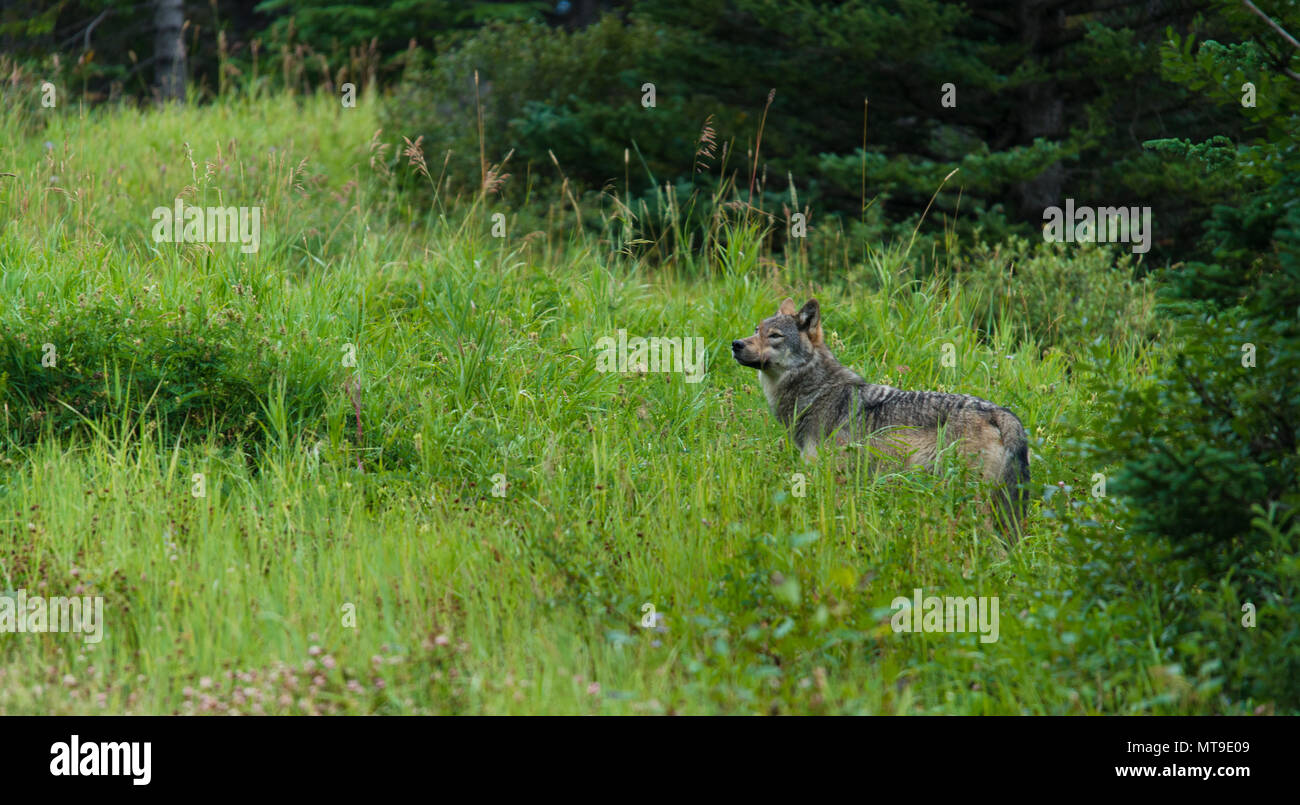 Seul canadien magnifique loup gris renifle l'air dans la forêt. Beau loup sauvage dans l'herbe. Banque D'Images