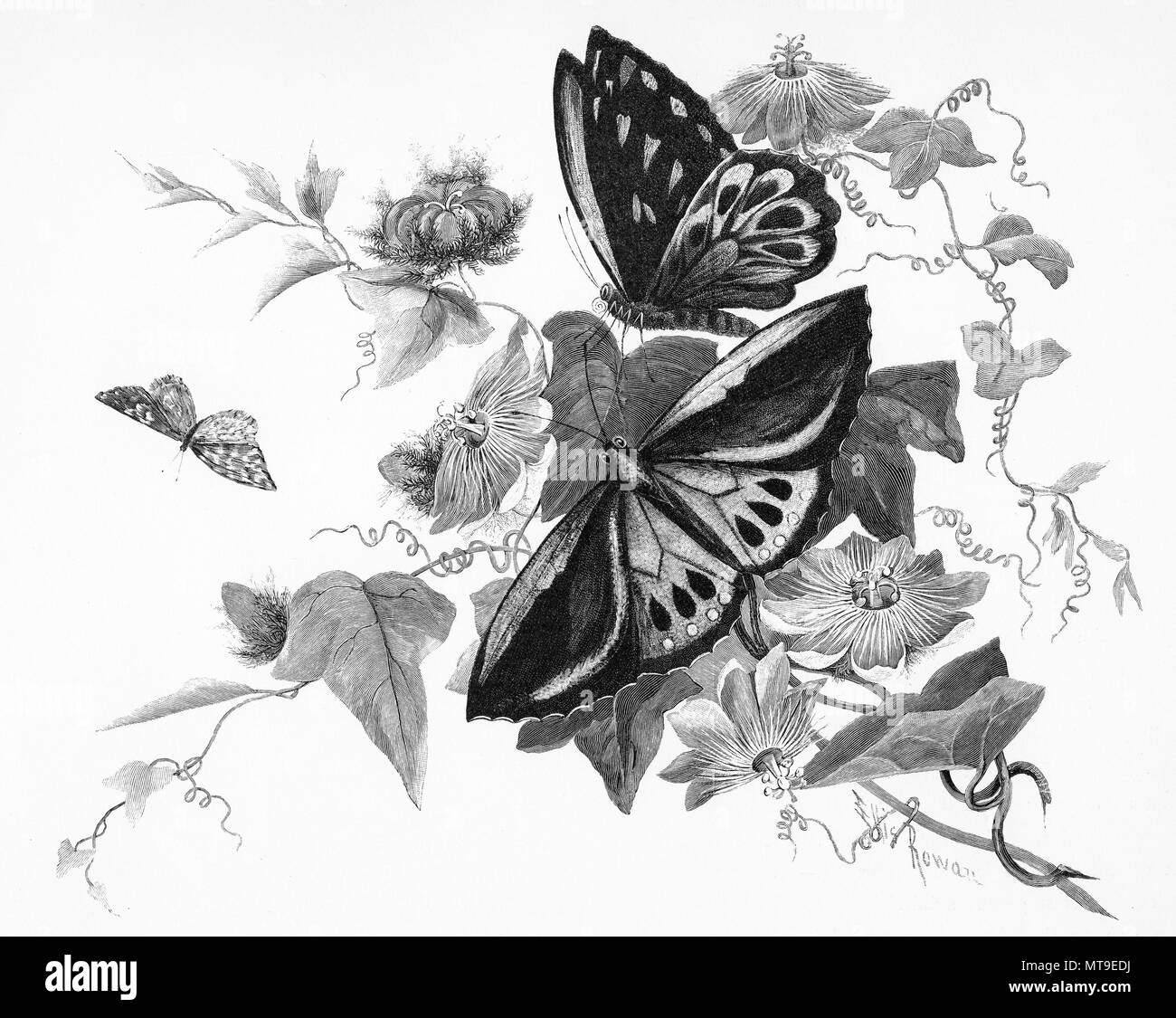 Gravure d'une fleur de la passion et de papillons, de l'Australie. À partir de l'Atlas pittoresque d'Australasie Vol 3, 1886 Banque D'Images Gravure d'une fleur de la passion et de papillons, de l'Australie. À partir de l'Atlas pittoresque d'Australasie Vol 3, 1886 Banque D'Images