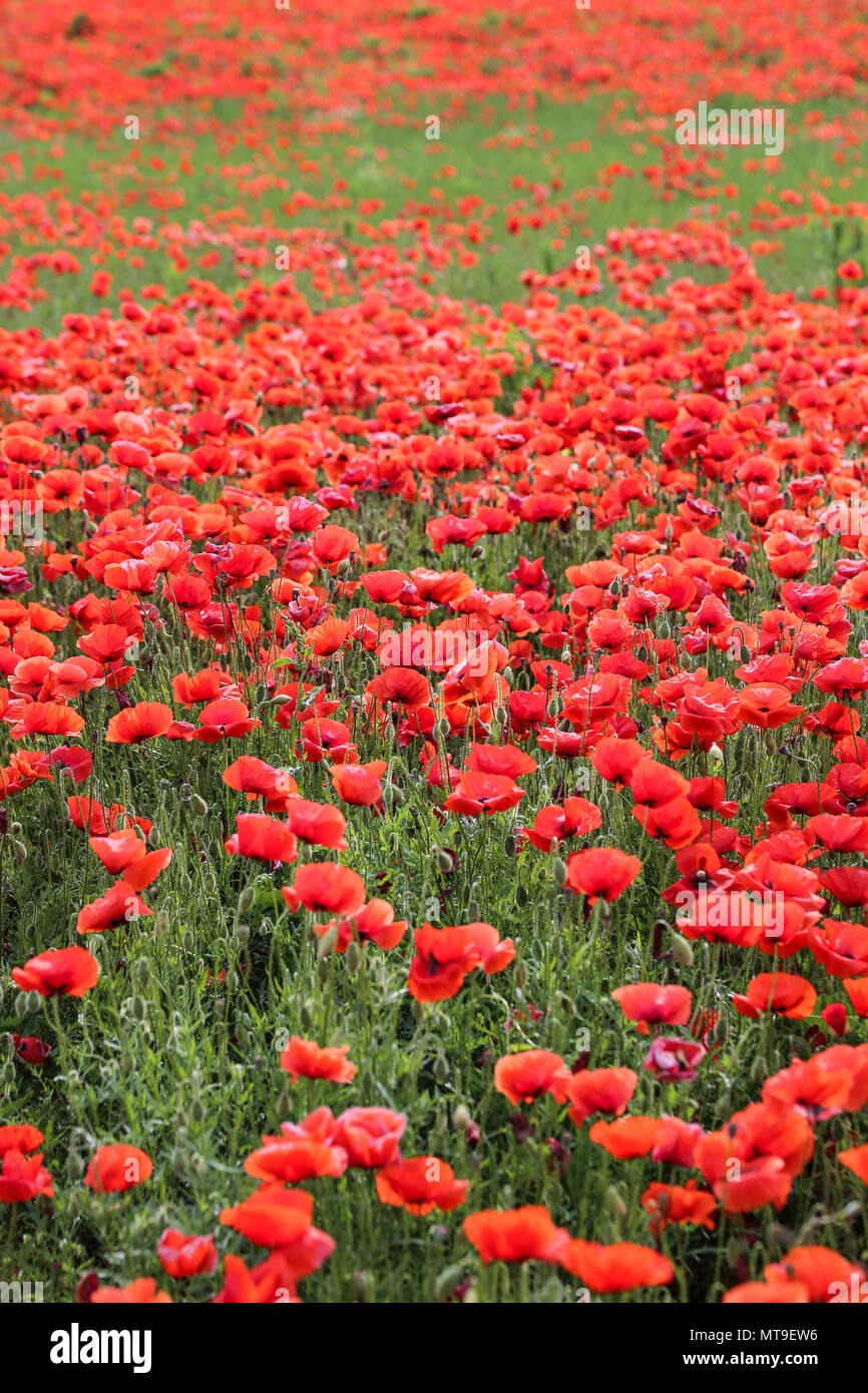 Champ de fleurs de pavot Banque D'Images