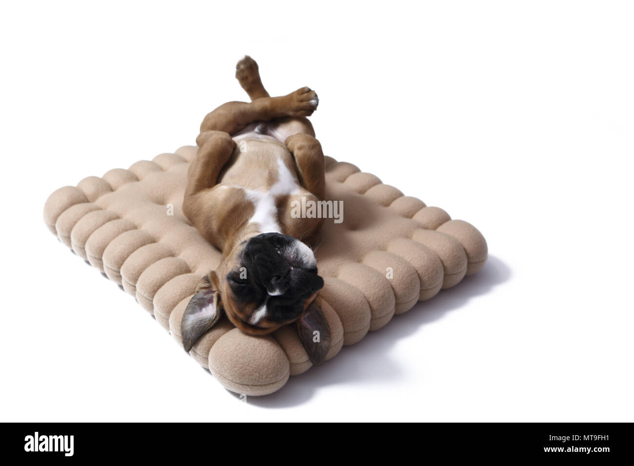 Boxeur allemand. Puppy (7 semaines) de dormir sur un coussin en forme de cookie. Studio photo Banque D'Images