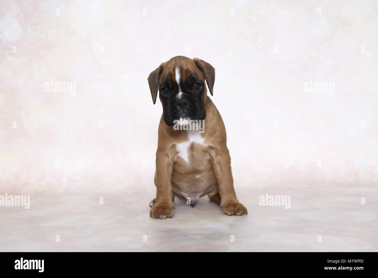 Boxeur allemand. Puppy (7 semaines). Studio photo. Allemagne Banque D'Images