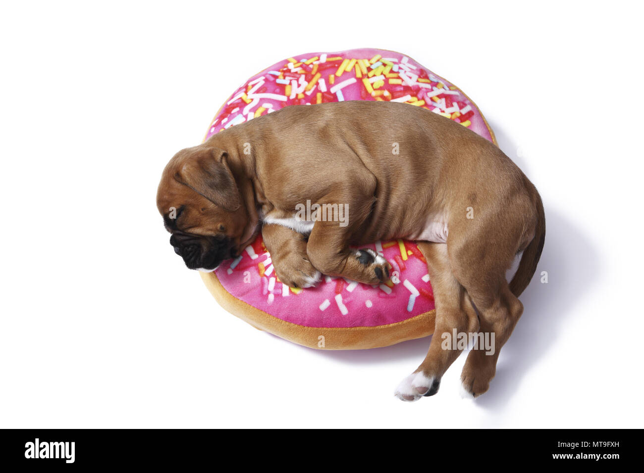 Boxeur allemand. Puppy (7 semaines) de dormir sur un coussin en forme de beignet. Studio photo Banque D'Images