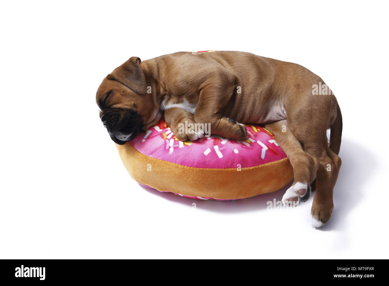 Boxeur allemand. Puppy (7 semaines) de dormir sur un coussin en forme de beignet. Studio photo Banque D'Images