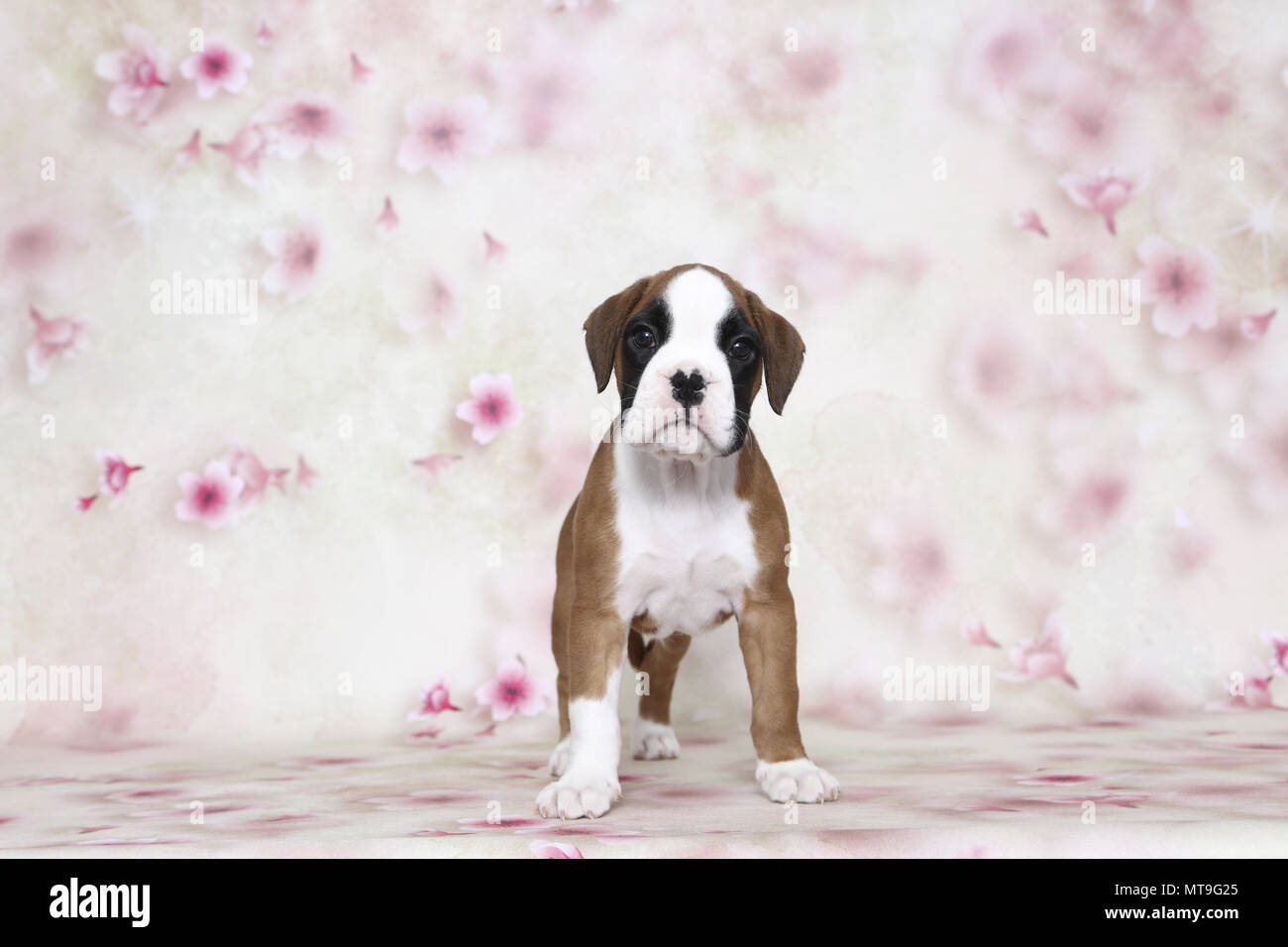 Boxeur allemand. Puppy (7 semaines). Studio photo vu sur un fond blanc avec impression de fleurs. Allemagne Banque D'Images Boxeur allemand. Puppy (7 semaines). Studio photo vu sur un fond blanc avec impression de fleurs. Allemagne Banque D'Images
