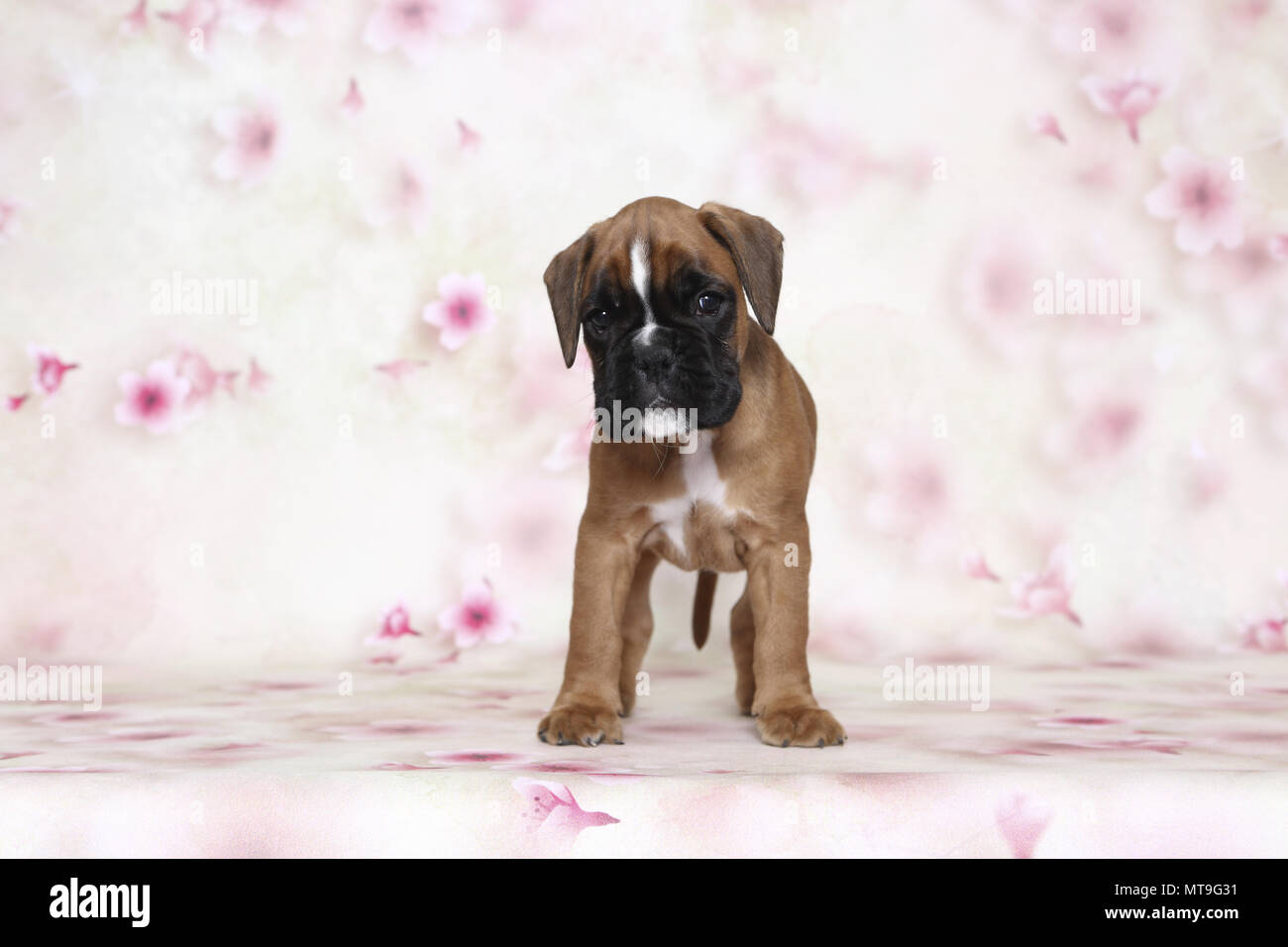 Boxeur allemand. Puppy (7 semaines). Studio photo vu sur un fond blanc avec impression de fleurs. Allemagne Banque D'Images Boxeur allemand. Puppy (7 semaines). Studio photo vu sur un fond blanc avec impression de fleurs. Allemagne Banque D'Images
