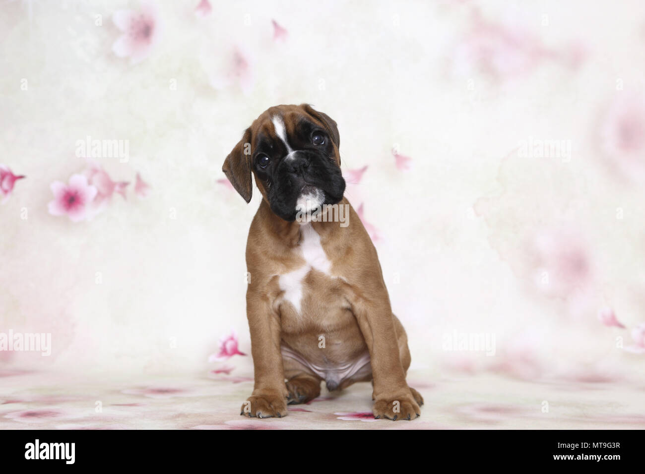 Boxeur allemand. Puppy (7 semaines). Studio photo vu sur un fond blanc avec impression de fleurs. Allemagne Banque D'Images