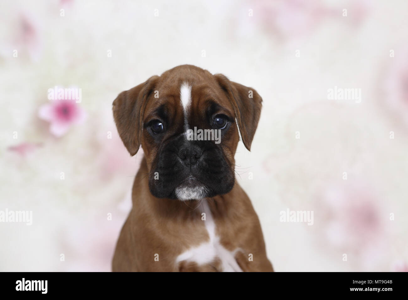 Boxeur allemand. Portrait d'un chiot (7 semaines). Studio photo vu sur un fond blanc avec impression de fleurs. Allemagne Banque D'Images