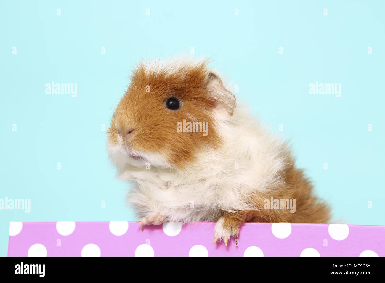 US-Teddy cobaye dans une boîte rose à pois. Studio photo contre un fond bleu clair Banque D'Images