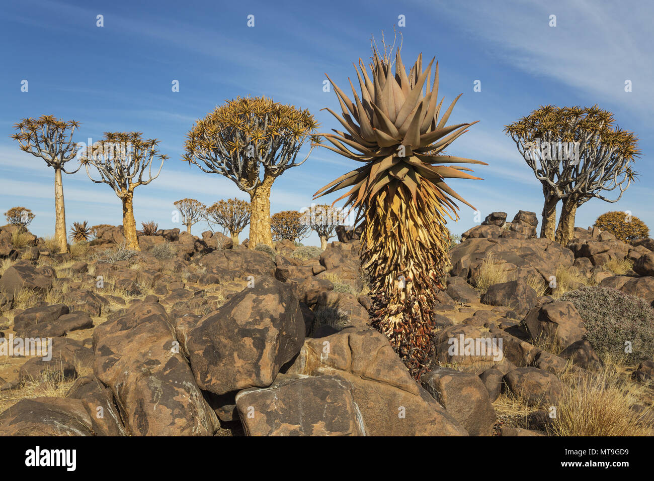 Aloe littoralis et arbres carquois (Aloe dichotoma). Autrefois l'accuse des branches de ces arbres ont été utilisés comme par le carquois Bushmen. Quiver Tree Forest près de Keetmanshoop, la Namibie. Banque D'Images