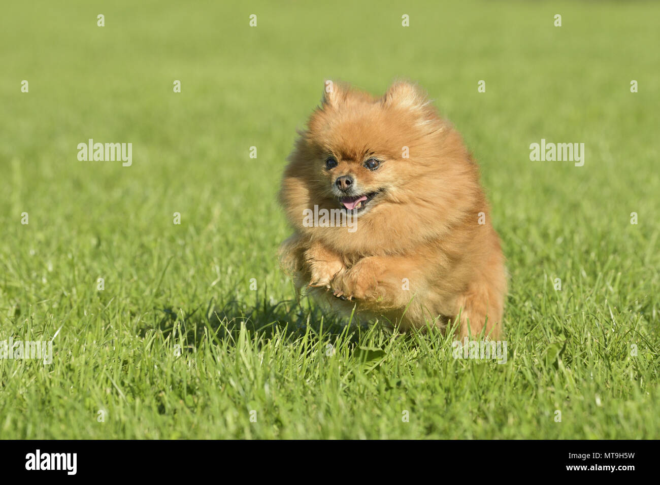 Spitz allemand Klein. Aîné (14 ans) chien qui court dans un pré. Allemagne Banque D'Images