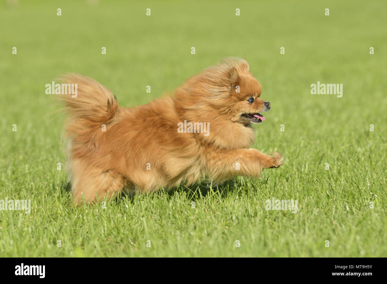 Spitz allemand Klein. Aîné (14 ans) chien qui court dans un pré. Allemagne Banque D'Images