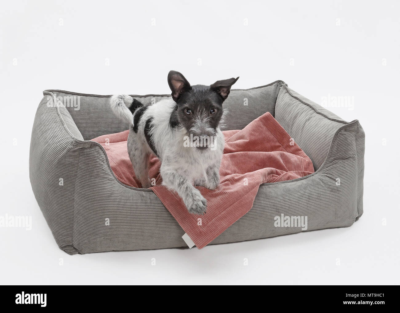 Jack Russell Terrier. Chien adulte (2 ans) sautant d'un lit pour animaux de compagnie. Allemagne Banque D'Images