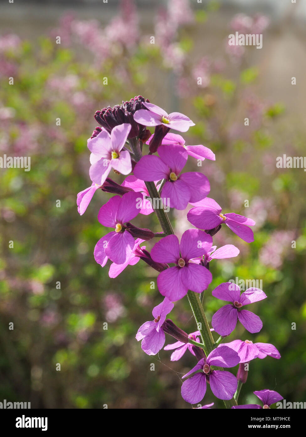 Un gros plan d'une fleur d'Erysimum Bowles Mauve Banque D'Images