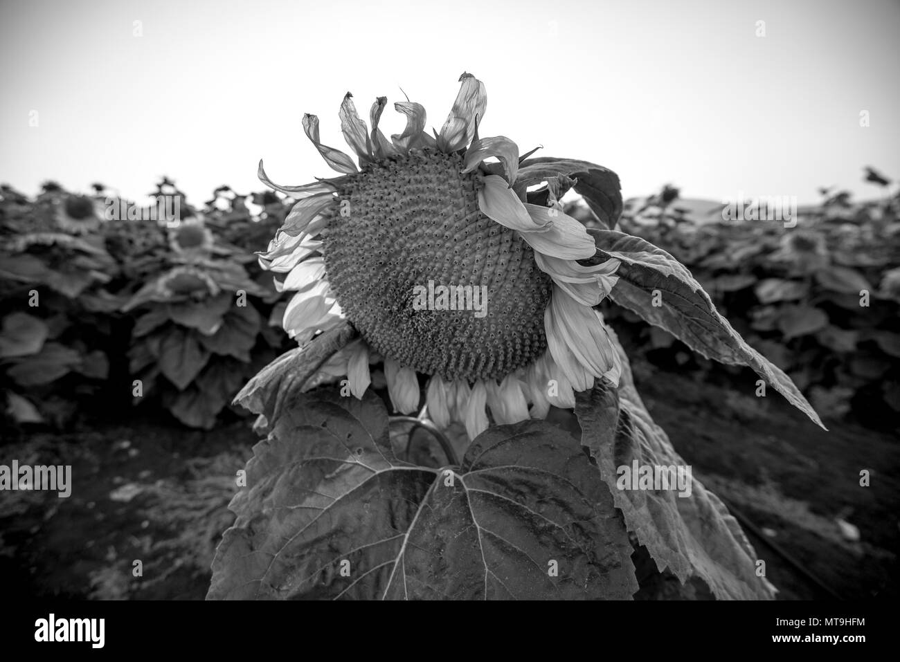 Paysages de champs de tournesols qui fleurit au printemps et en été. Banque D'Images