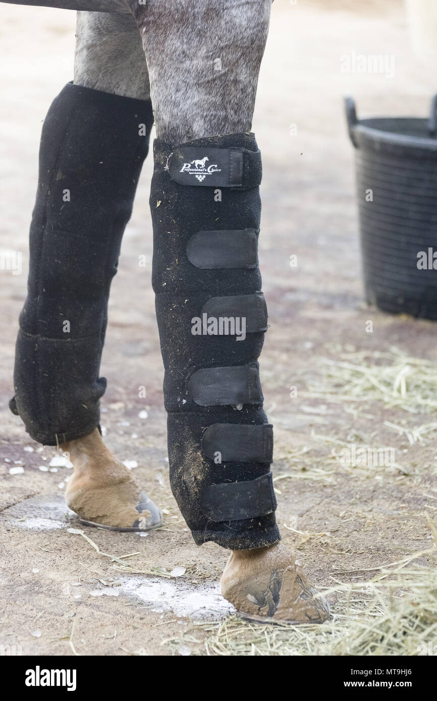 Cheval Arabe. Des bandages sur les pattes avant d'un cheval. Abu Dhabi Banque D'Images